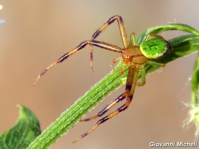 Serie di Araneae del Parco del Ticino